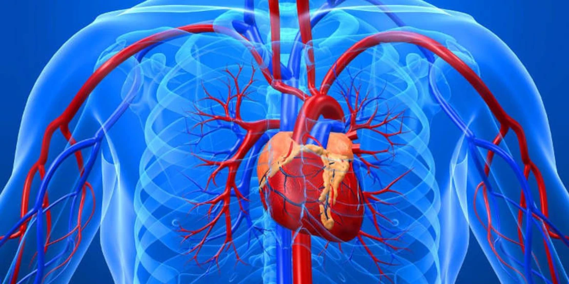 dental disease affects the heart photo